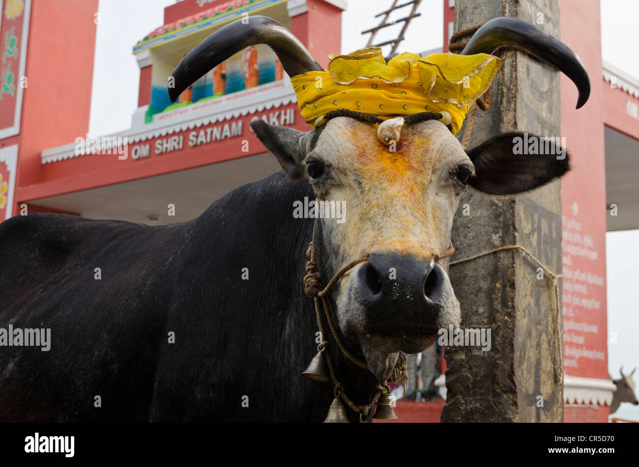 Holy cow, decorated with flower garlands, at the bathing ghat in Rameshwaram, Tamil Nadu, India, Asia Stock Photo