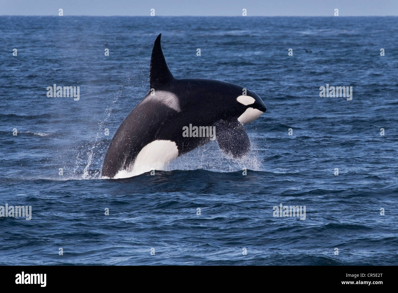 Transient Killer Whale/Orca (Orcinus orca). Large adult male breaching, Monterey, California, Pacific Ocean. Stock Photo