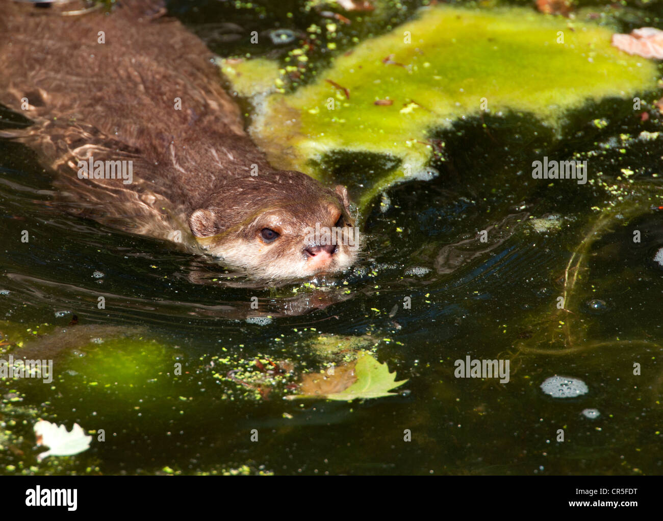 Otter swimming in weedy pond Stock Photo