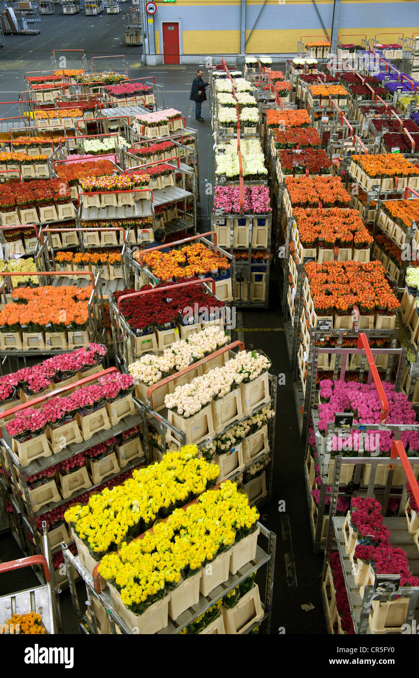 Aalsmeer flower market netherlands hires stock photography and images