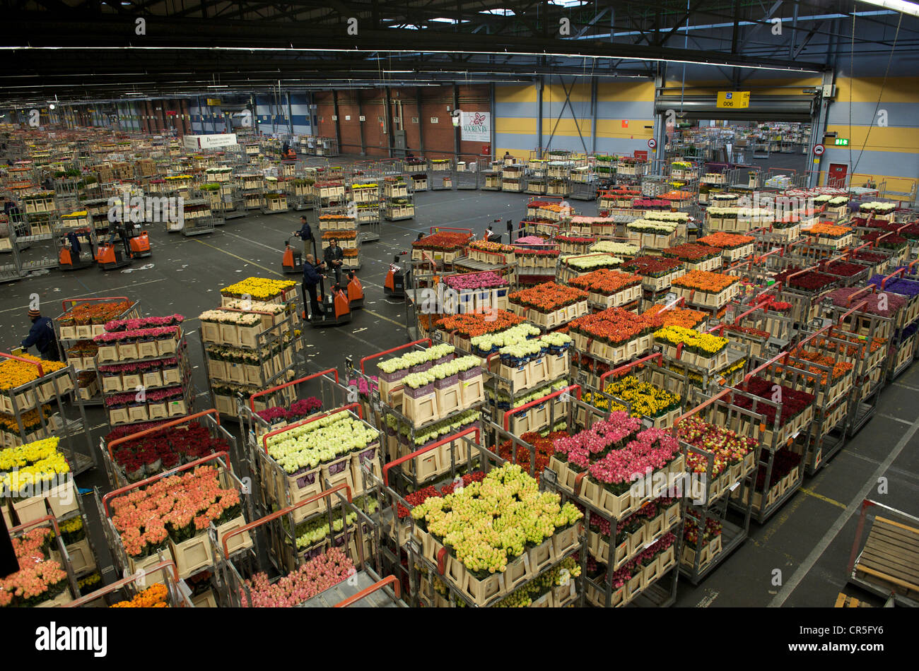 Netherlands, South Holland Province, Aalsmeer, the largest flower