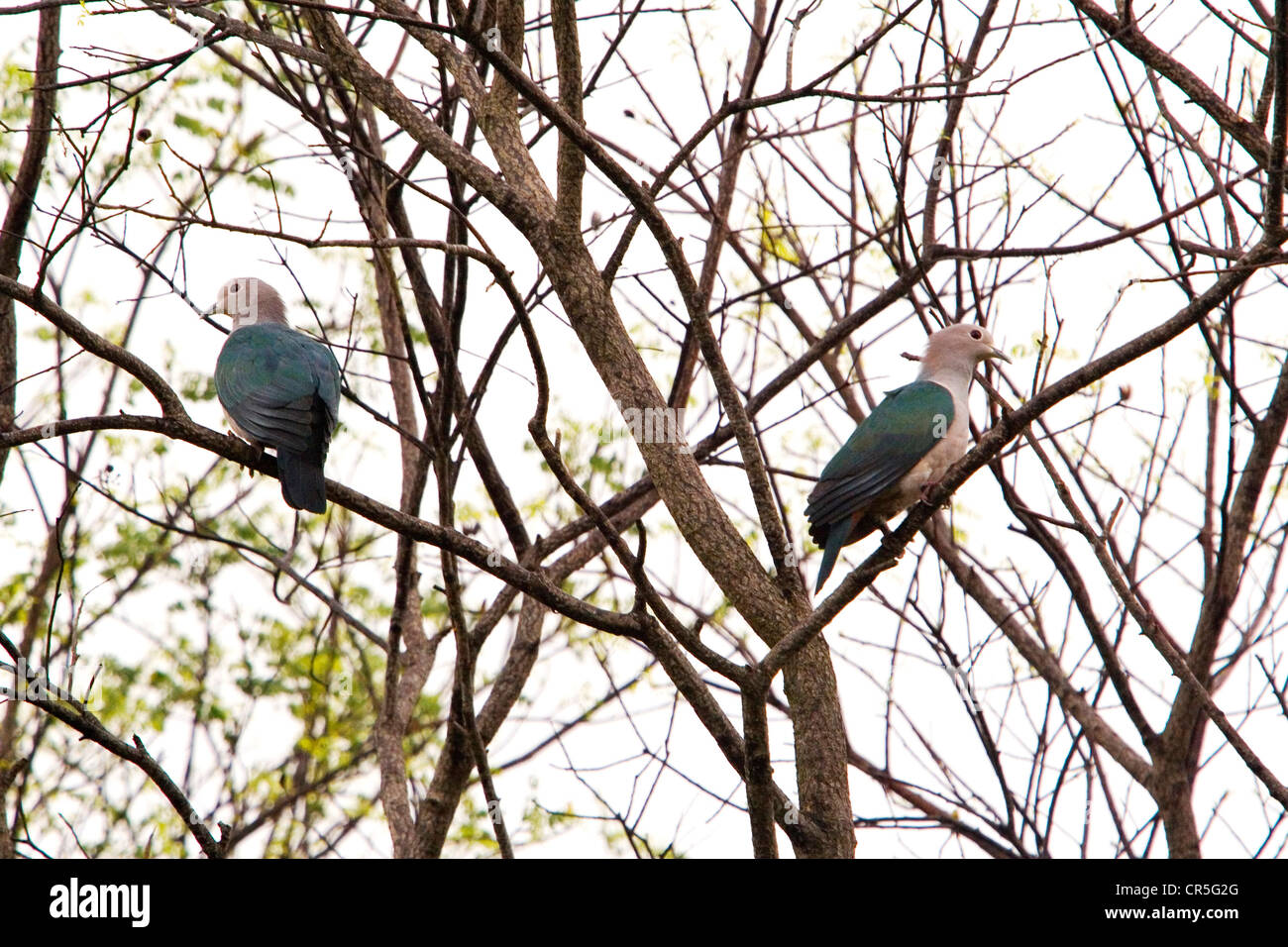 Green imperial pigeons (ducula aenea), Uda Walawe National Park, Sabaragamuwa, Sri Lanka Stock Photo