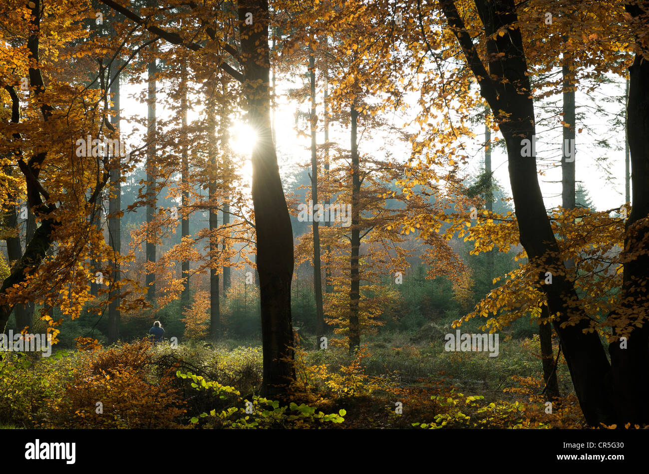 Germany, North Rhine-Westphalia, Monschau, forest in autumn Stock Photo
