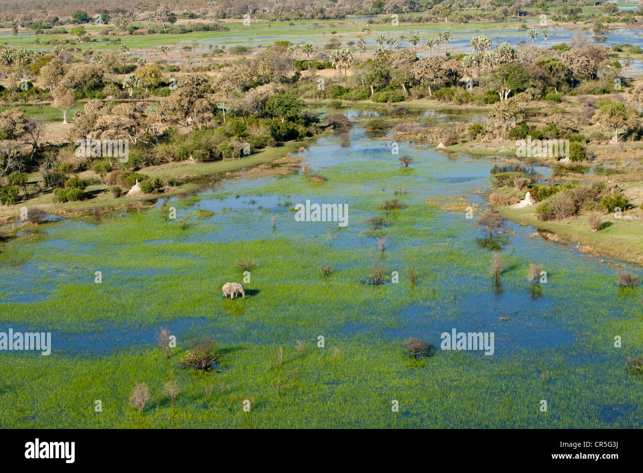 Botswana, North West District, Okavango Delta, elephant (aerial view) Stock Photo