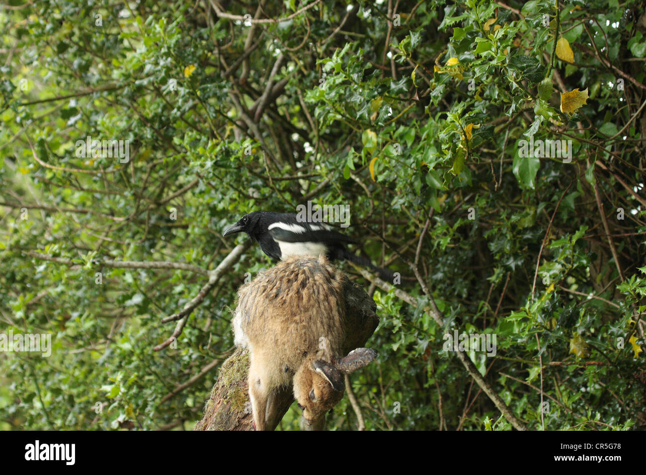 Magpie scavenging on a Buzzards kill Stock Photo Alamy