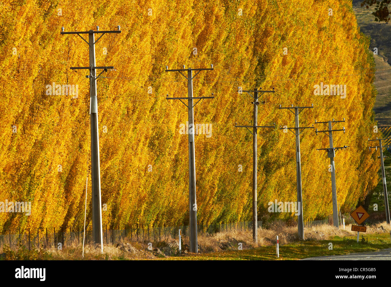 Power poles and poplar trees in autumn, Ripponvale, near Cromwell, Central Otago, South Island, New Zealand Stock Photo