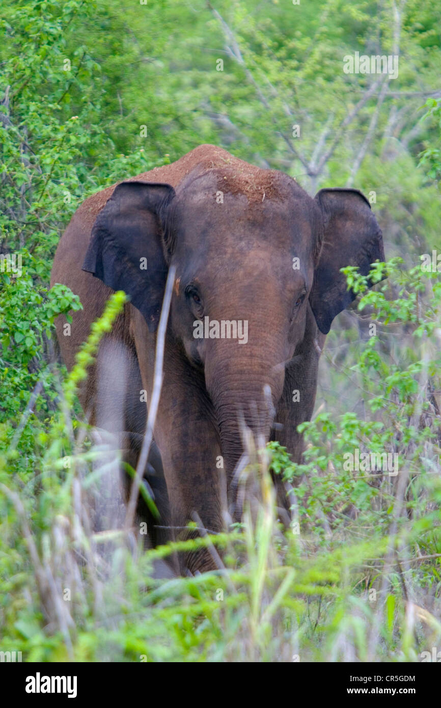 Asian elephant (elephas maximus maximus), Uda Walawe National Park, Sabaragamuwa, Sri Lanka Stock Photo