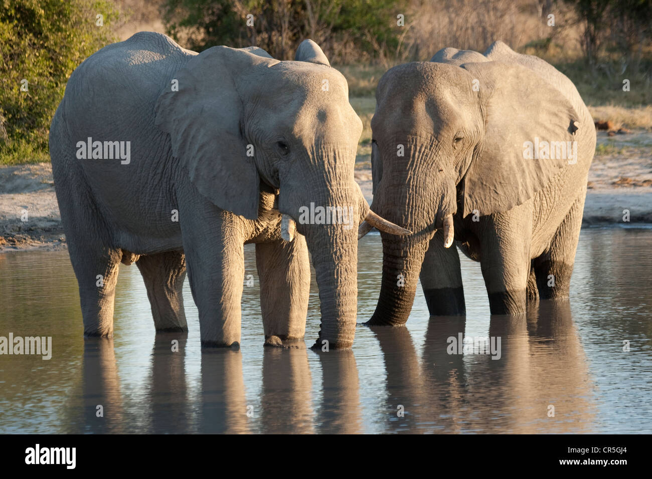 Bostwana, Chobe National Park, Savuti, African Bush Elephant (Loxodonta africana), males Stock Photo