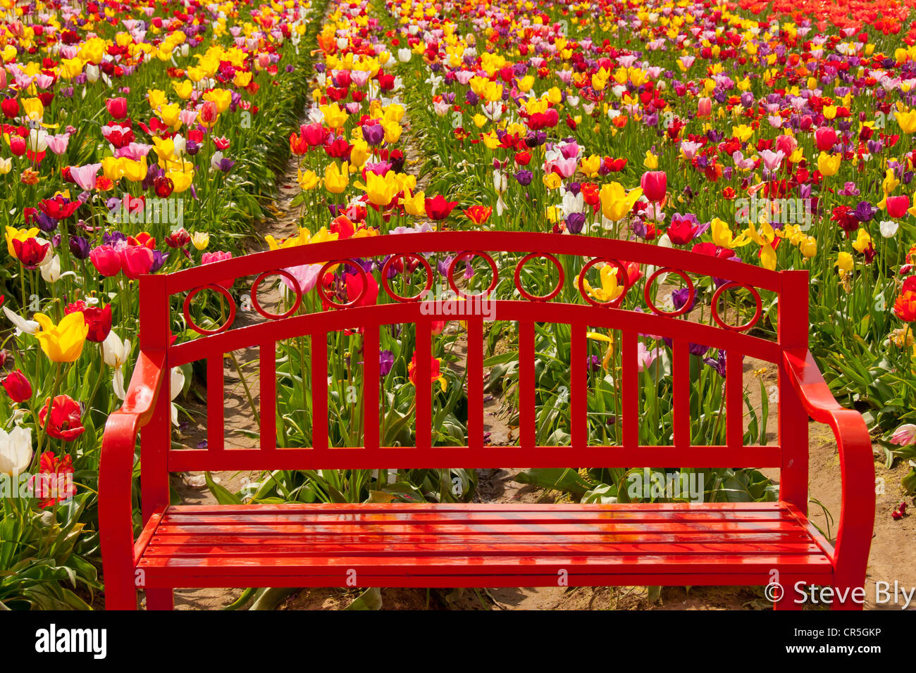 Red flower garden bench amongst spring tulips on the Wooden Shoe Tulip