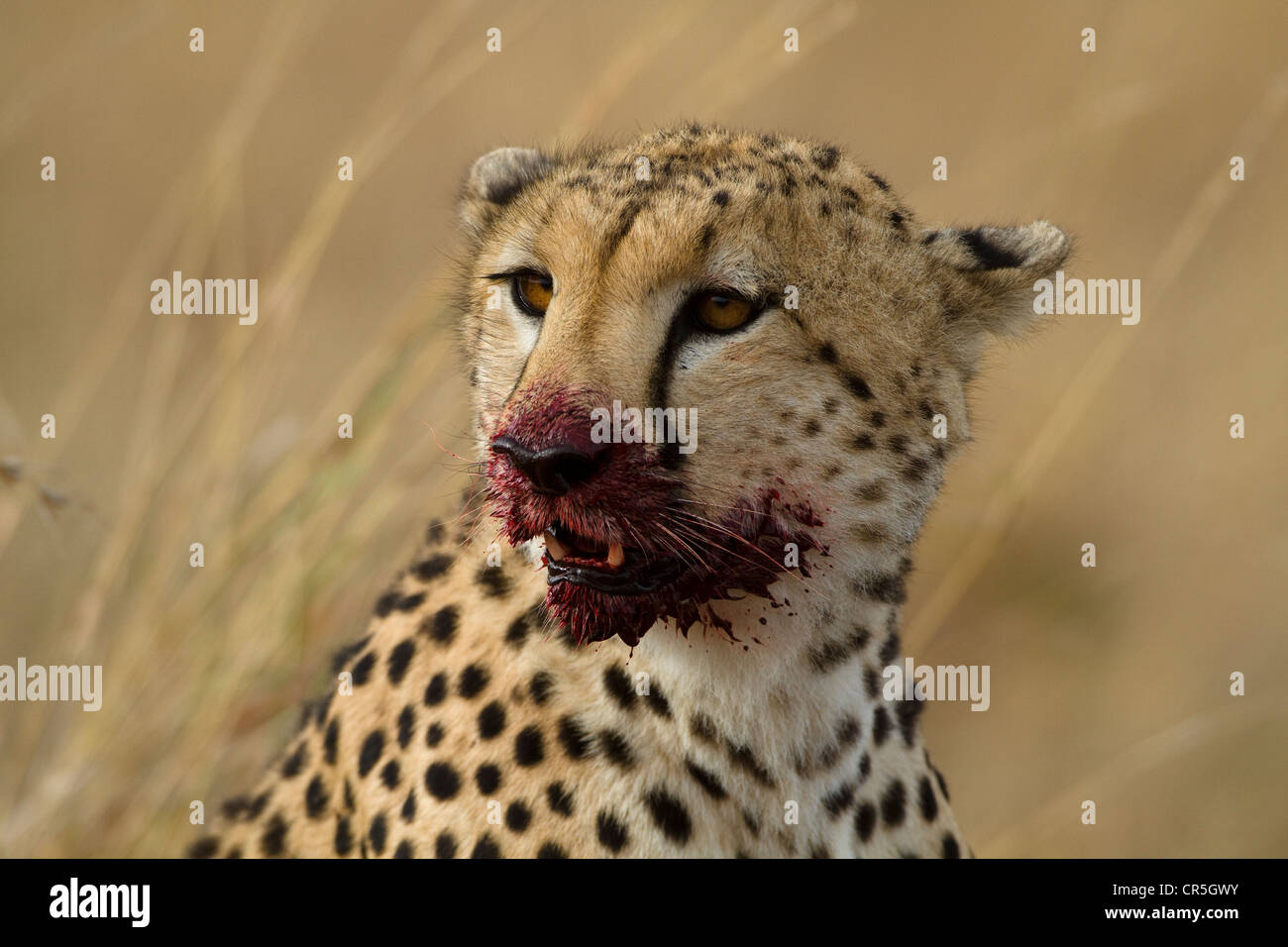 Kenya Masai Mara National Reserve Guepard Acinonyx Jubatus Male Eating Stock Photo Alamy