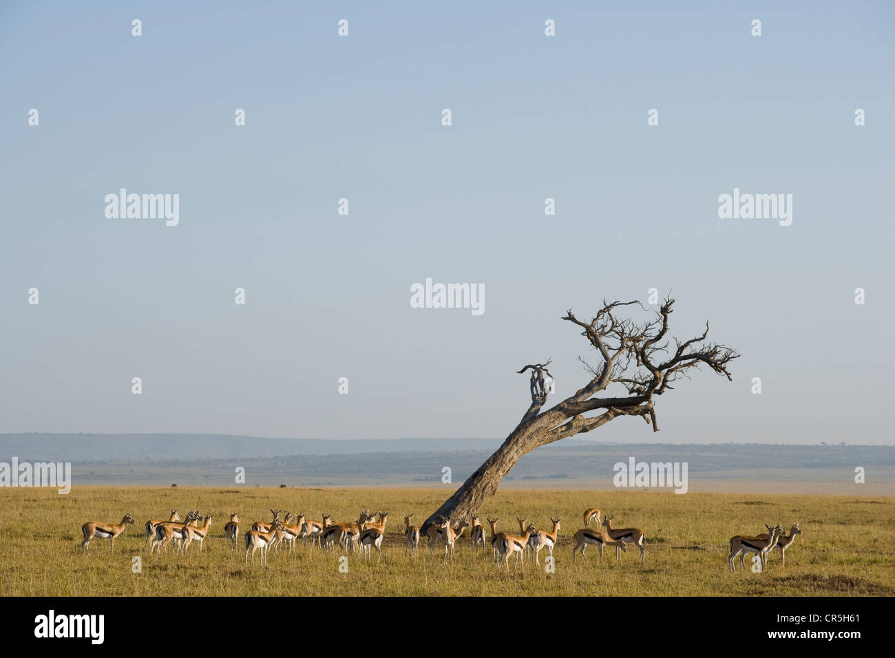 Thomsons gazelle herd hi-res stock photography and images - Alamy