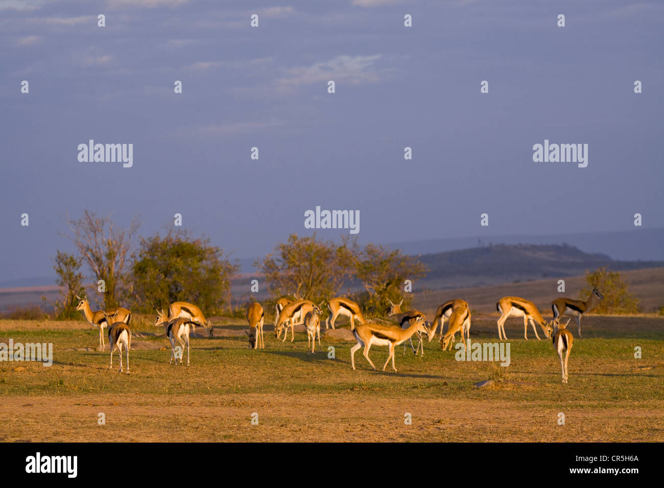 Thomsons gazelle herd hi-res stock photography and images - Alamy