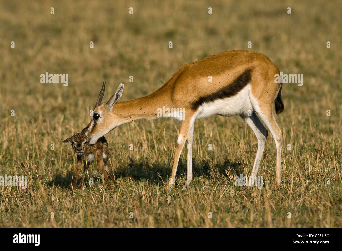 Kenya, Masai Mara National Reserve, Thomson's gazelle (Eudorcas ...