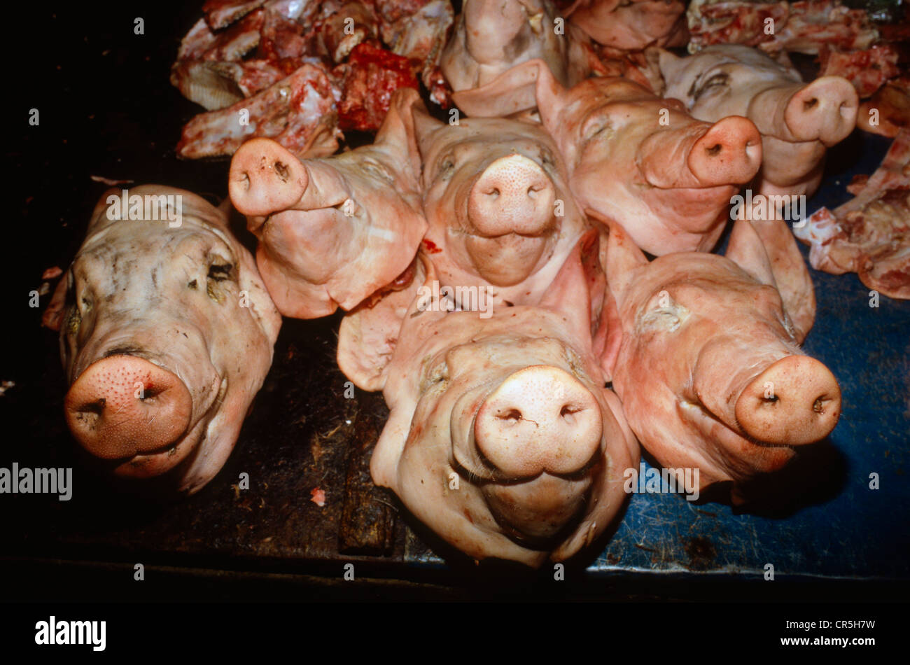 Pig Heads High Resolution Stock Photography and Images Alamy