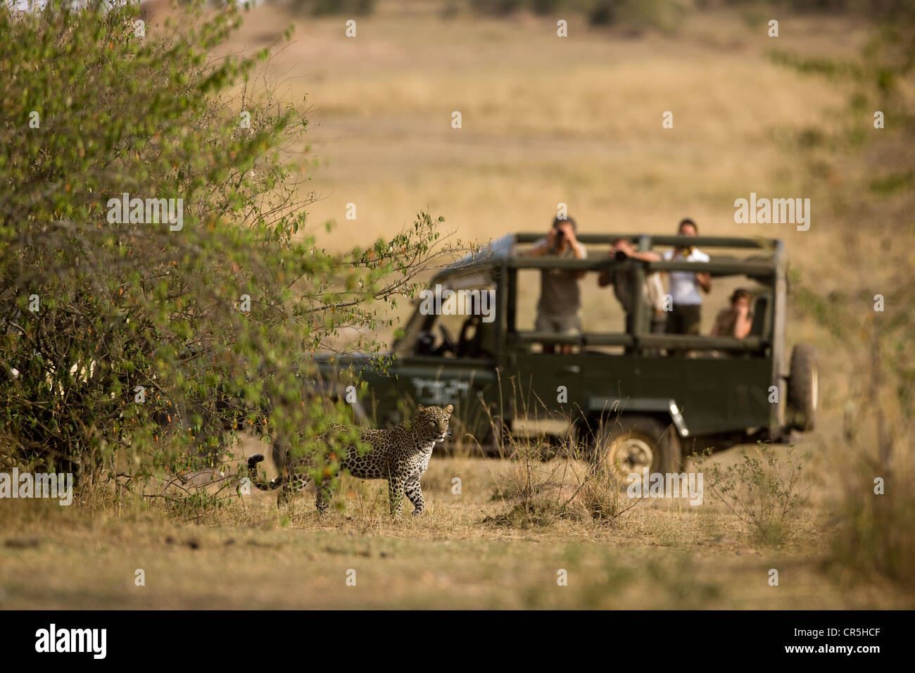 Kenya, Masai Mara National Reserve, leopard (Panthera pardus), tourists in a jeep Stock Photo