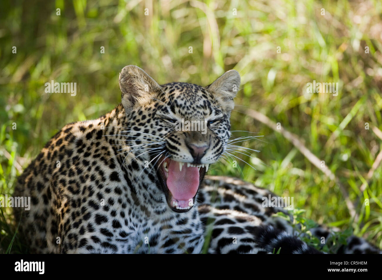 Masai mara leopard lying hi-res stock photography and images - Alamy