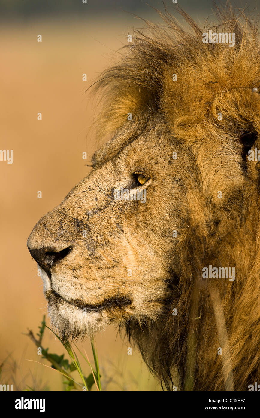 Kenya, Masai Mara National Reserve, male lion (Panthera leo Stock Photo ...