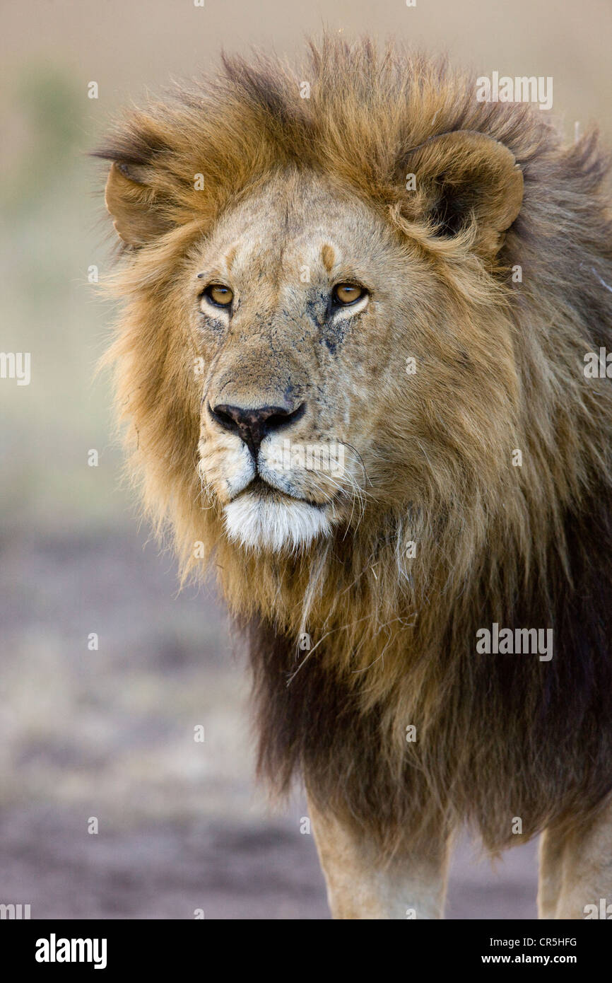 Kenya, Masai Mara National Reserve, male lion (Panthera leo Stock Photo ...