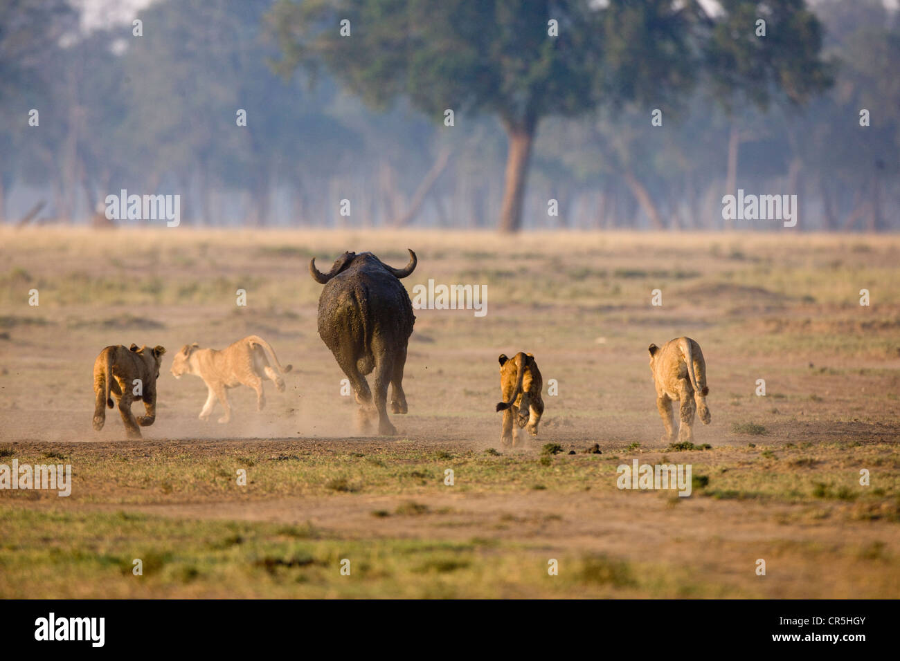 Kenya, Masai Mara National Reserve, young lions (Panthera leo) playing for hunting buffalo Stock Photo