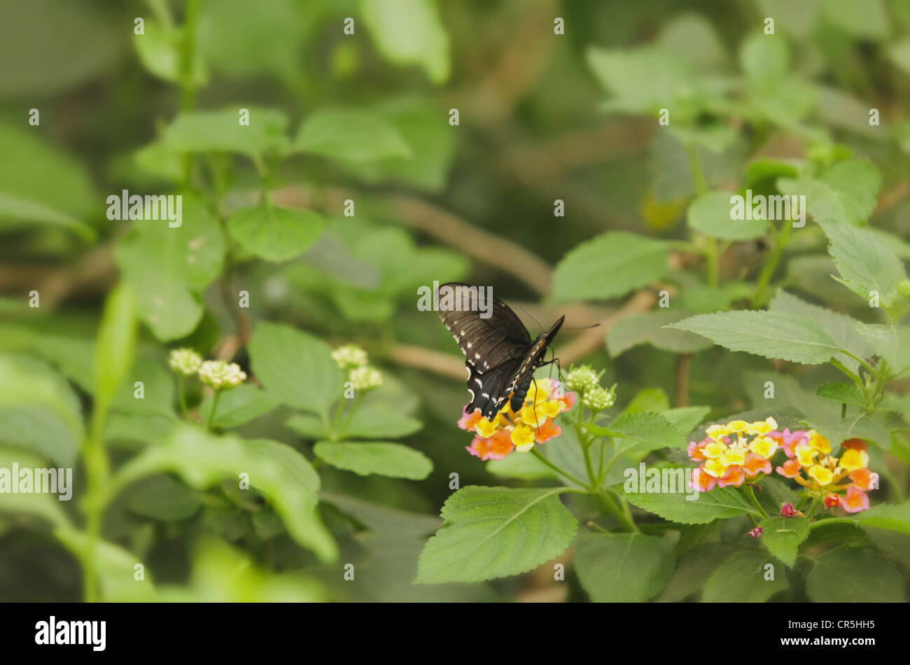 Spicebush Swallowtail butterfly Papilio troilus on shrub verbena flower plant Lantana camara with partially open wings and thorax visible in partial profile captive Stock Photo