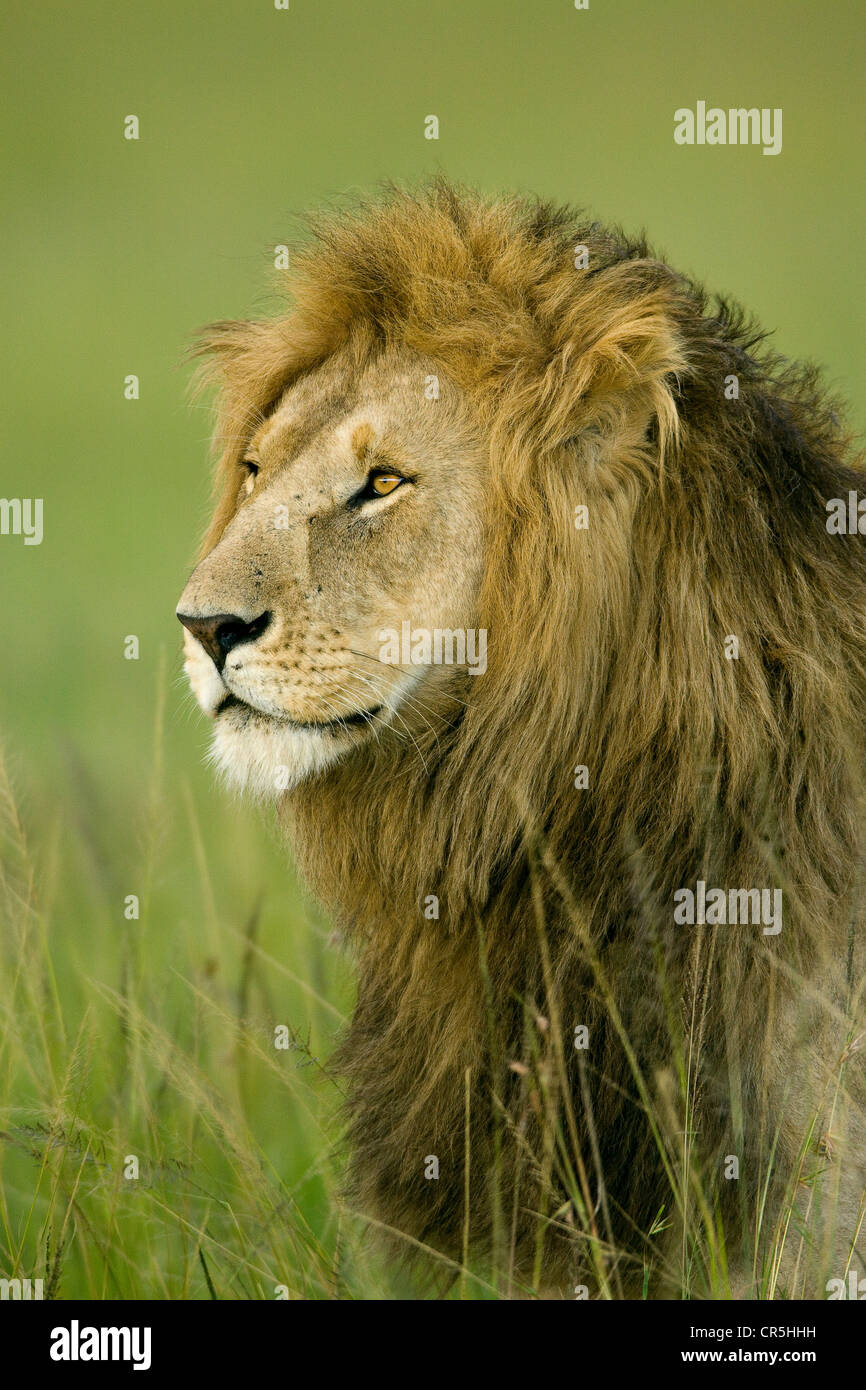 Kenya, Masai Mara National Reserve, male lion (Panthera leo Stock Photo ...