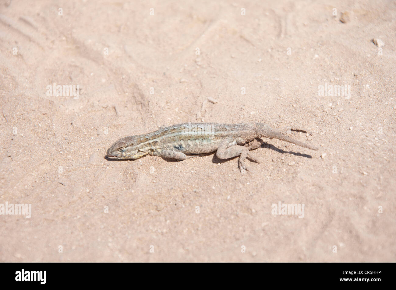 Desert lizard hires stock photography and images Alamy