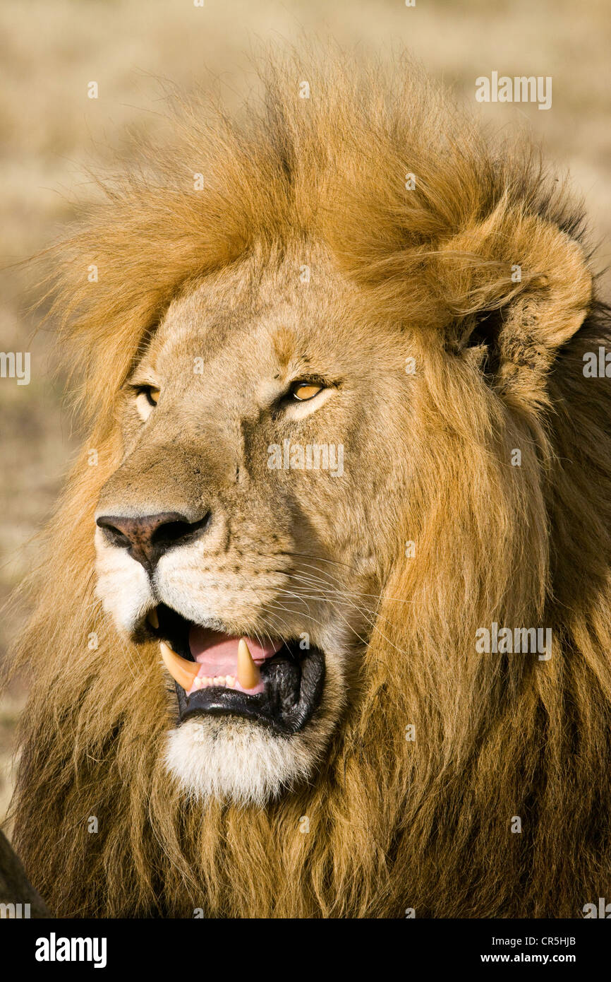 Kenya, Masai Mara National Reserve, male lion (Panthera leo Stock Photo ...
