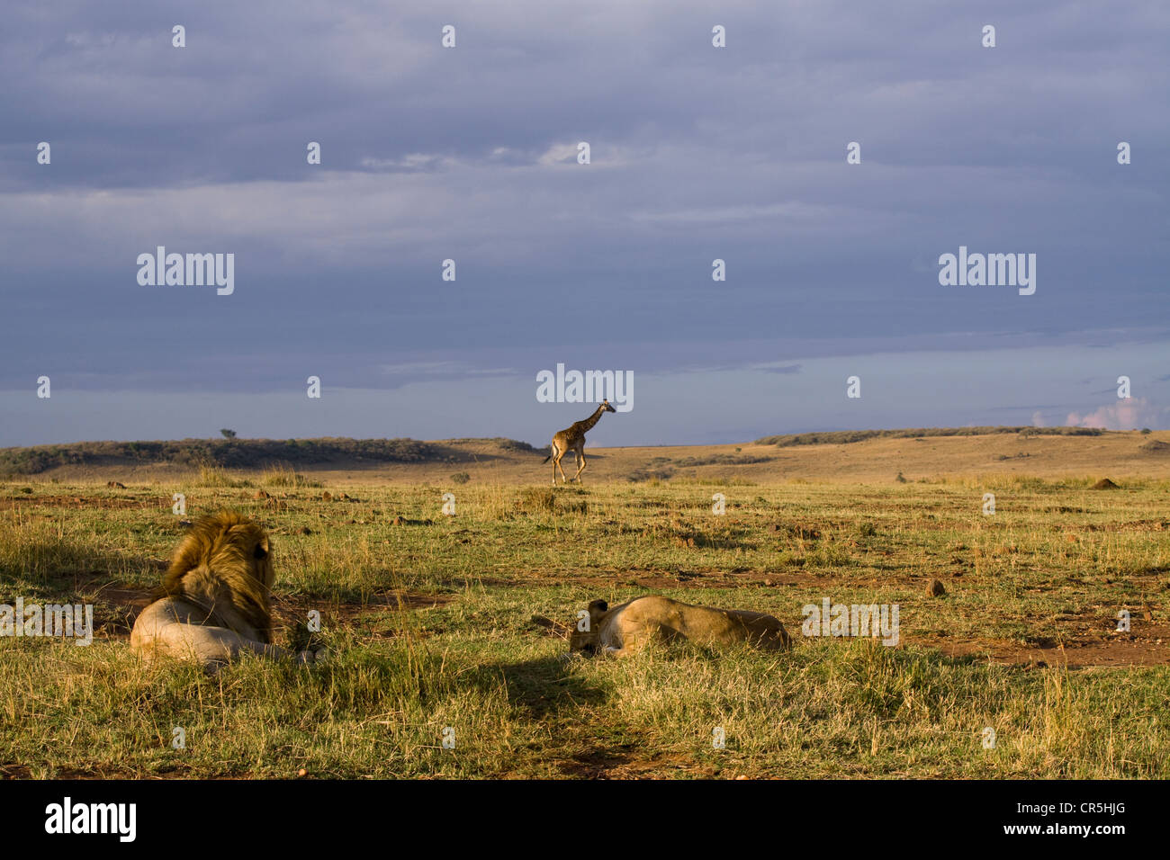 Kenya, Masai Mara National Reserve, lion (Panthera leo), couple Stock ...