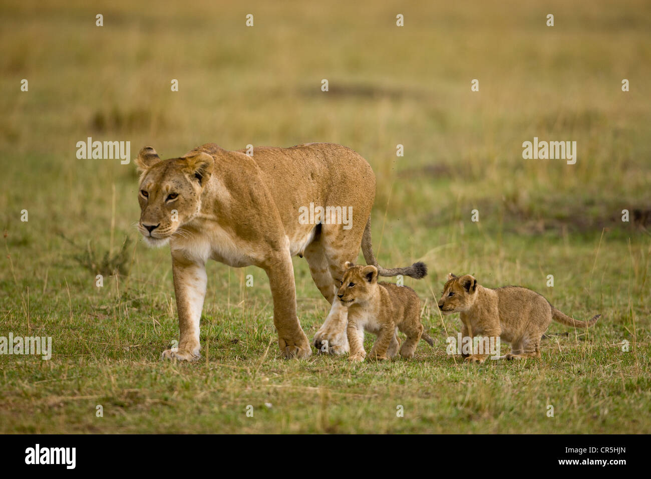 Kenya, Masai Mara National Reserve, lioness and lion cubs of 2 months ...