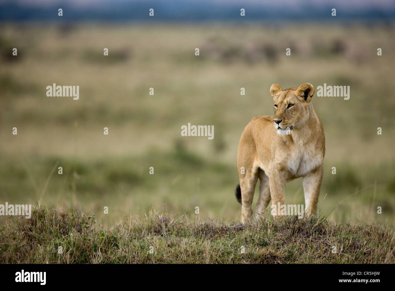 Kenya, Masai Mara National Reserve, lioness (Panthera leo Stock Photo ...