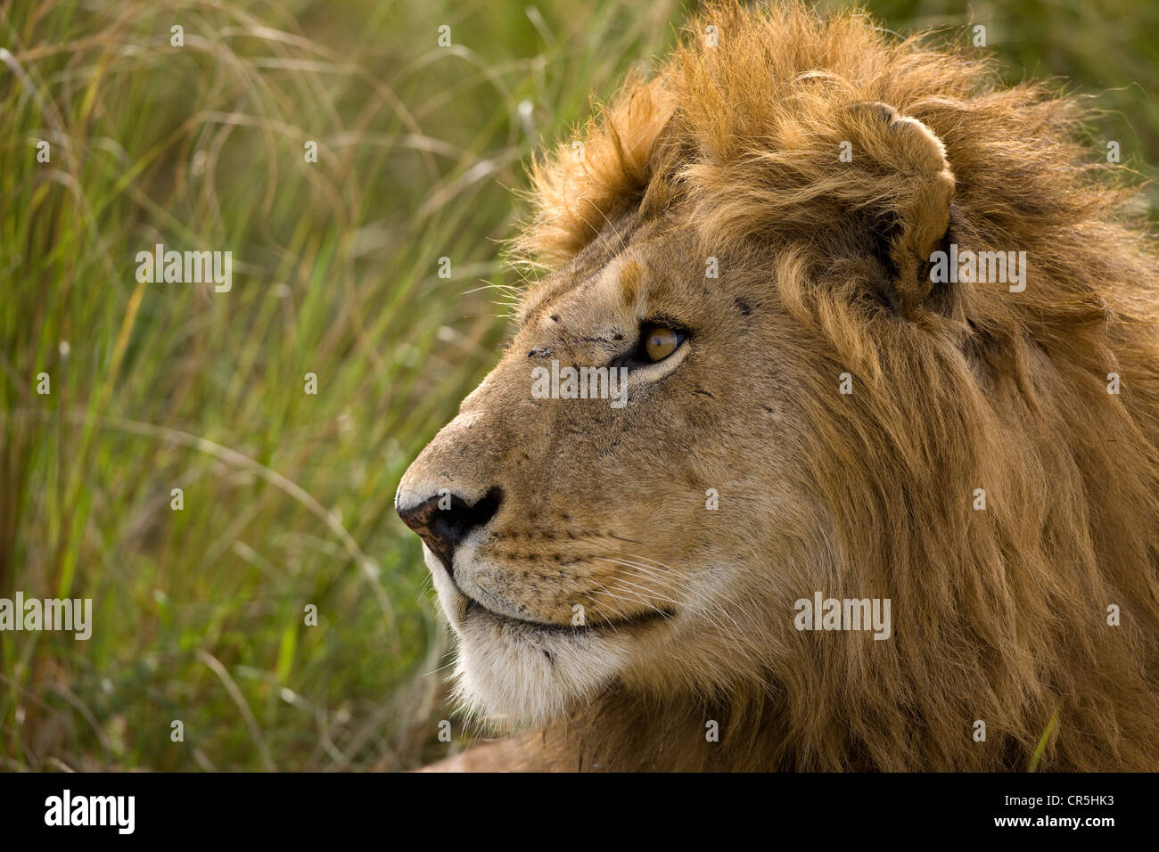 Kenya, Masai Mara National Reserve, male lion (Panthera leo Stock Photo ...