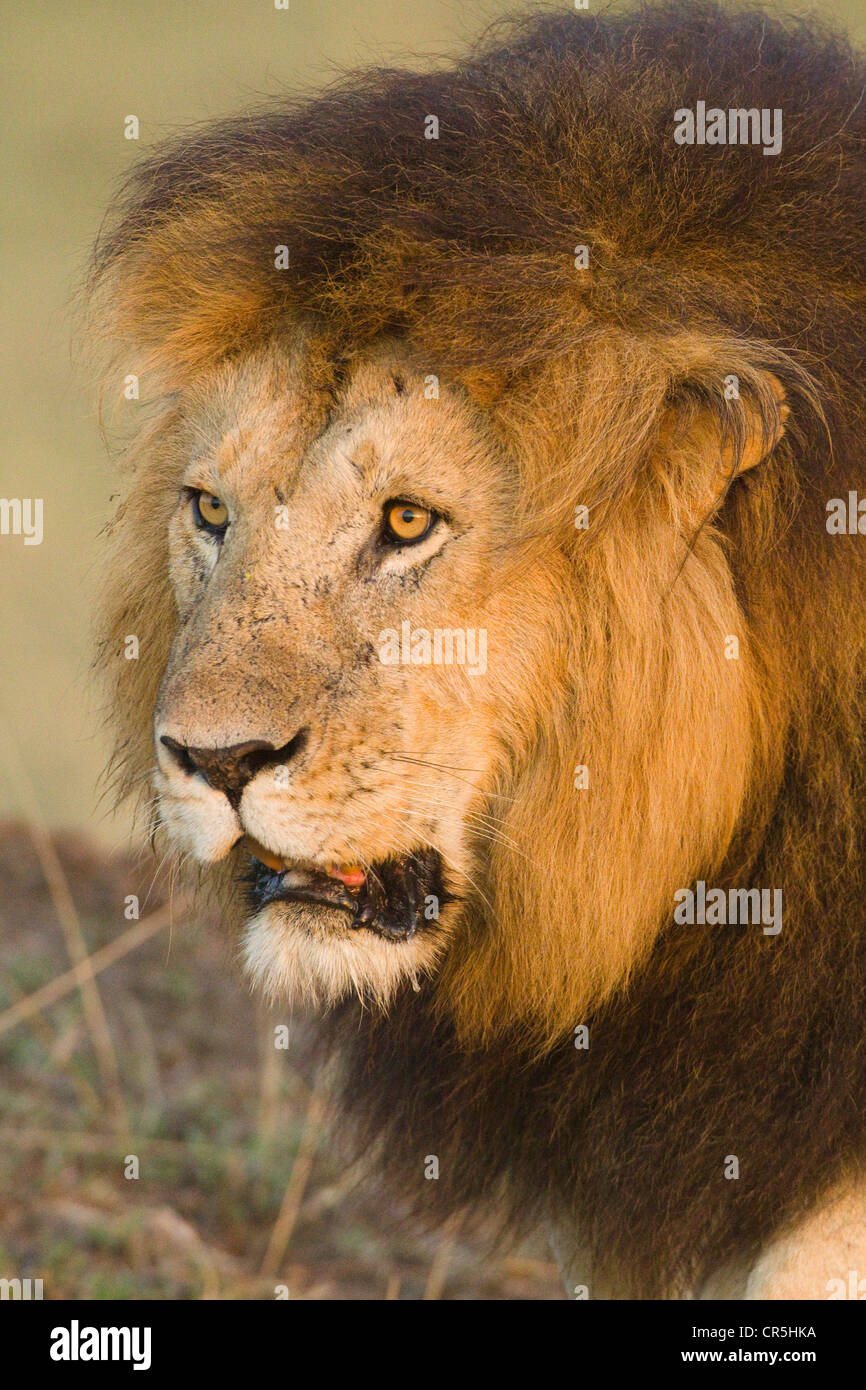 Kenya, Masai Mara National Reserve, male lion (Panthera leo Stock Photo ...