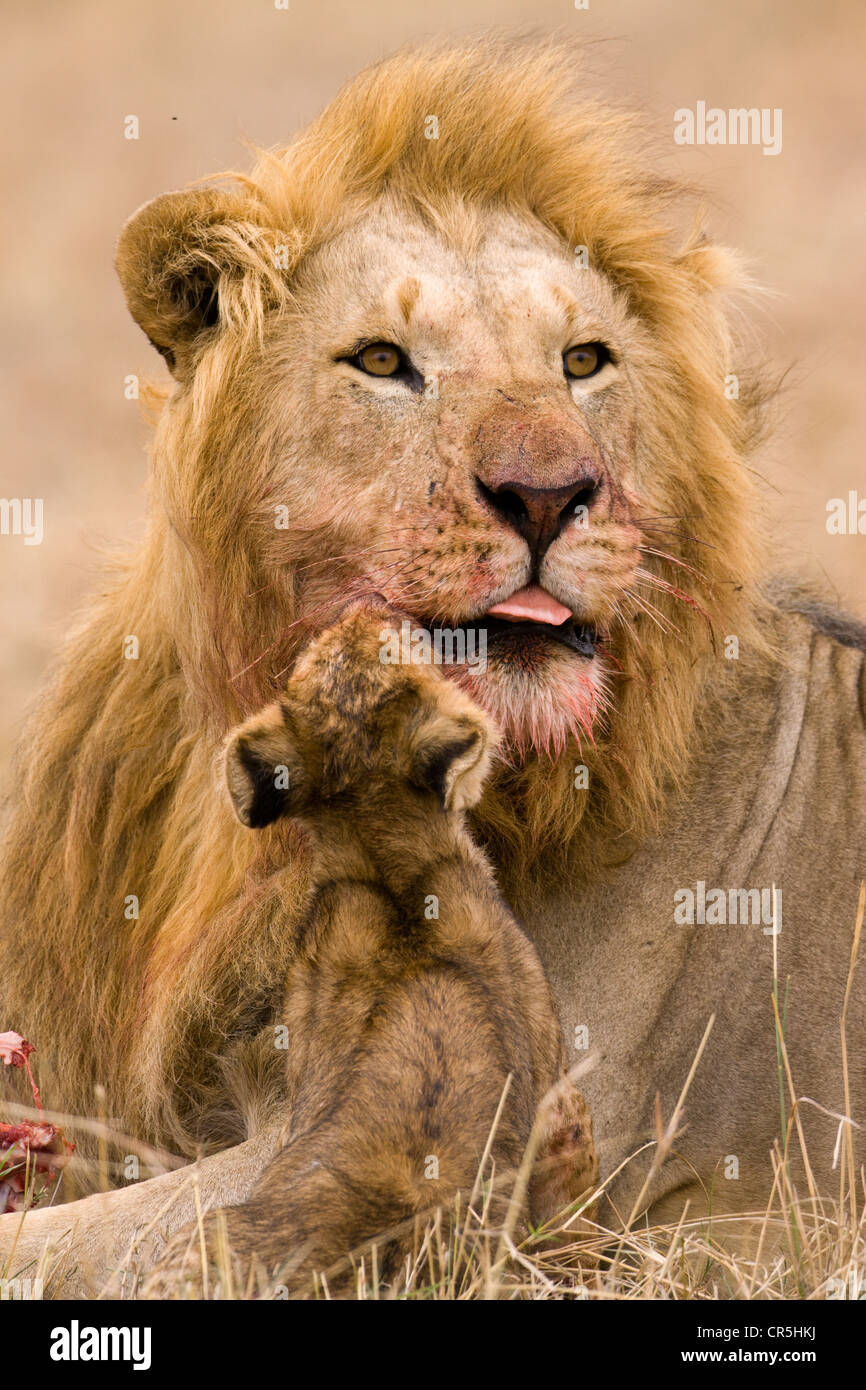 Kenya, Masai Mara National Reserve, lion (Panthera leo), male and lion ...