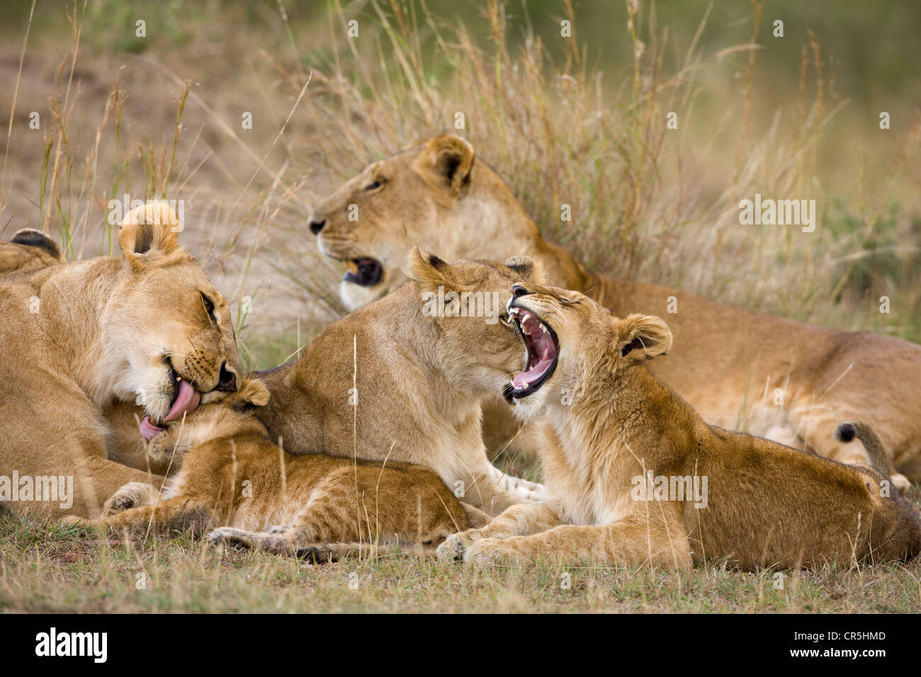 Kenya, Masai Mara National Reserve, lion (Panthera leo), lionesss and ...