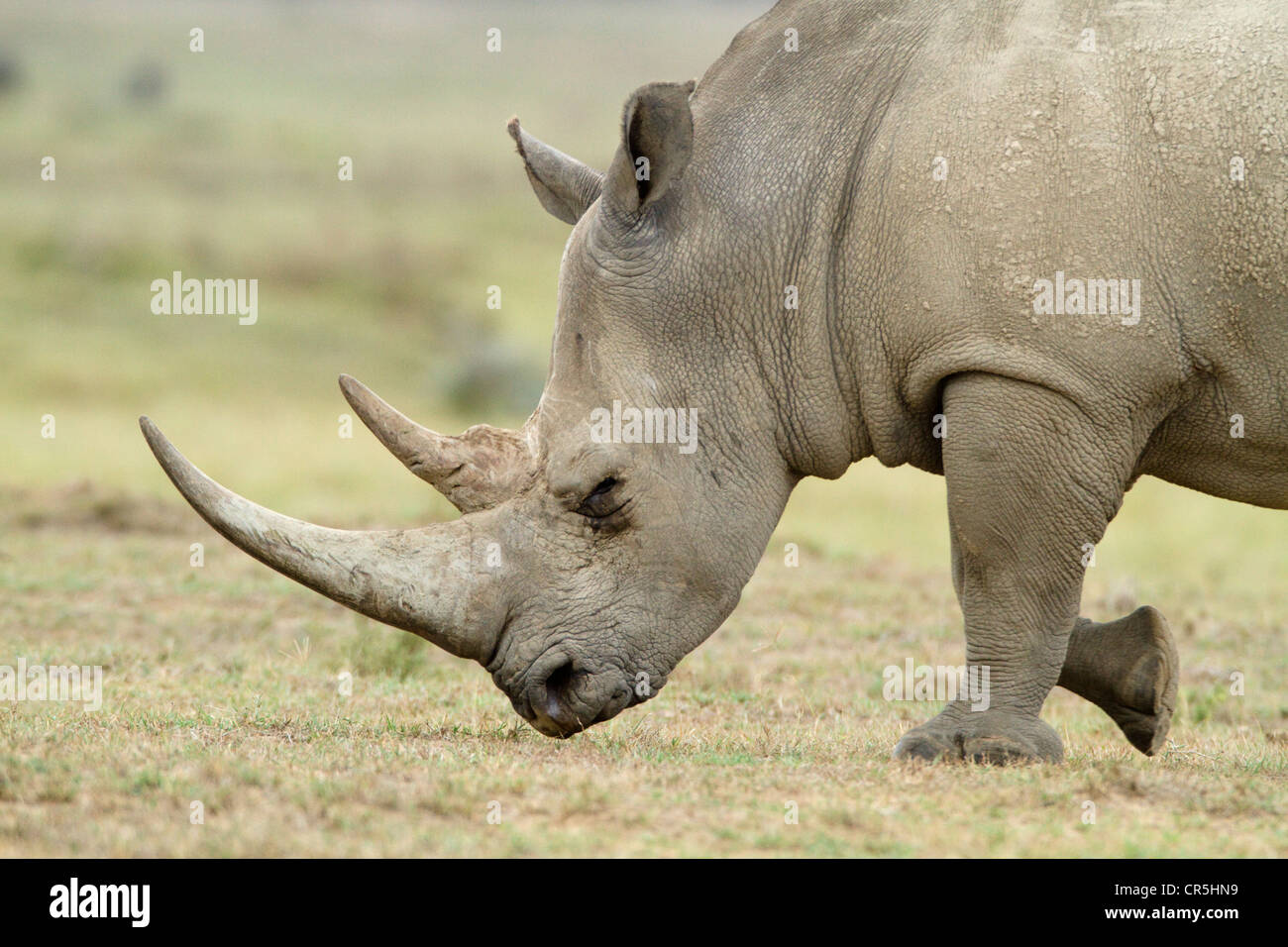широконосый носорог. рено логан 2016. рено сценик 2016. Renault sandero хэтчбек. носорог картинка.