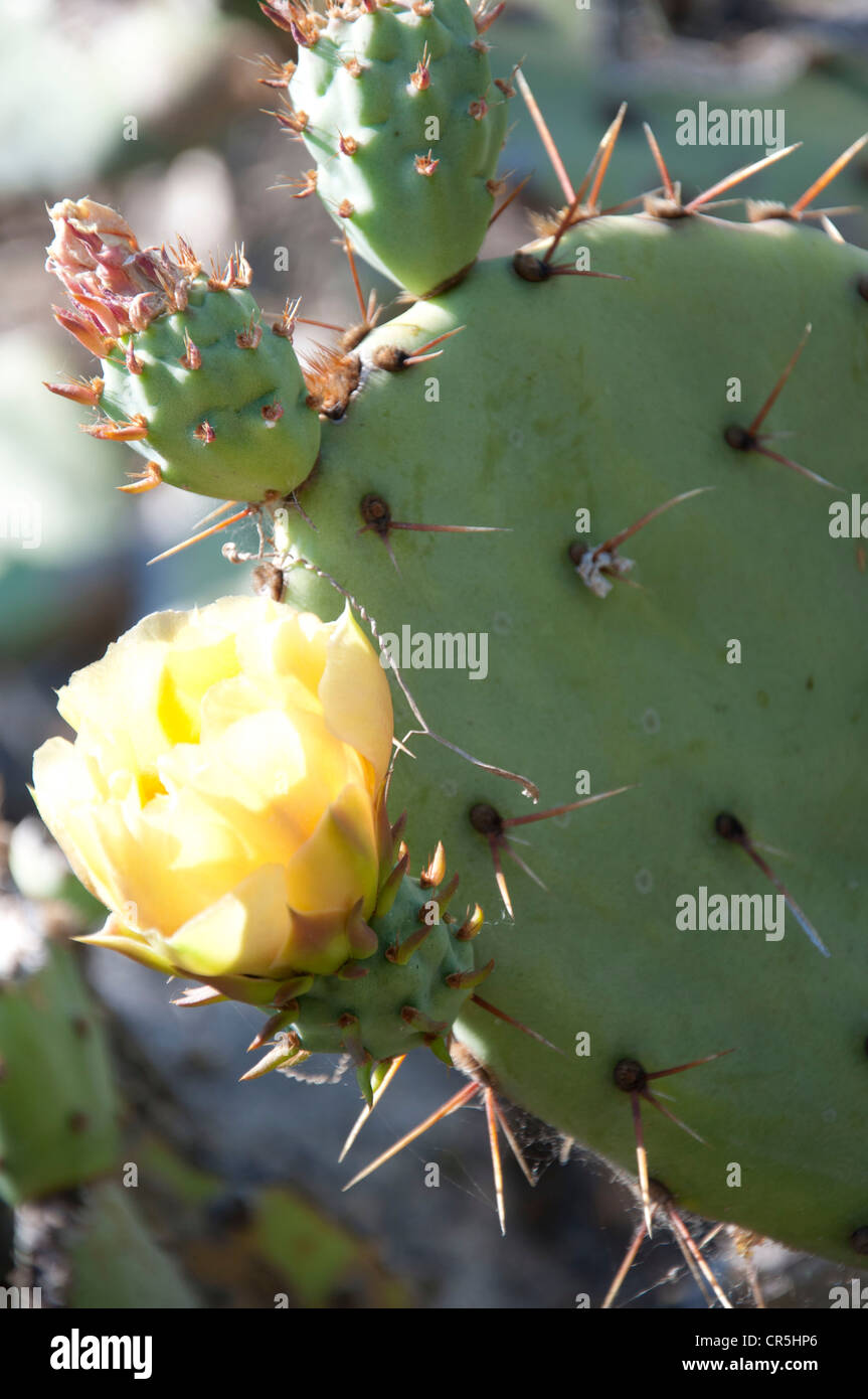 Prickly Pear Cactus Flower California, USA Stock Photo - Alamy