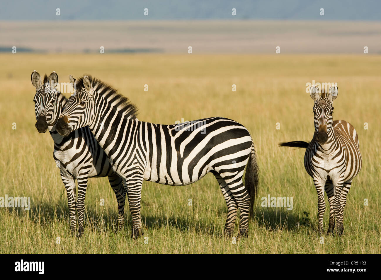 Kenya, Masai Mara National Reserve, Grant's Zebra (Equus quagga boehmi ...