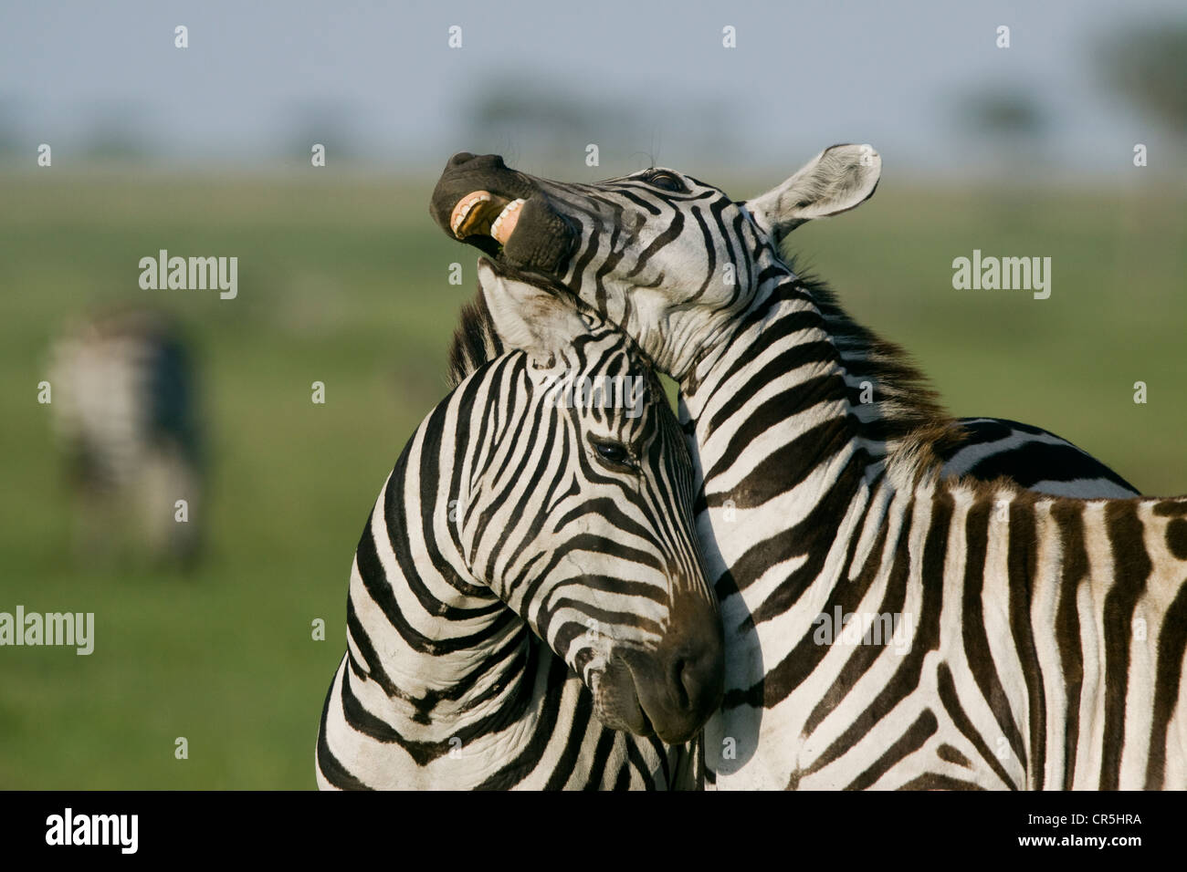 Kenya, Masai Mara National Reserve, Grant's Zebra (Equus quagga boehmi ...