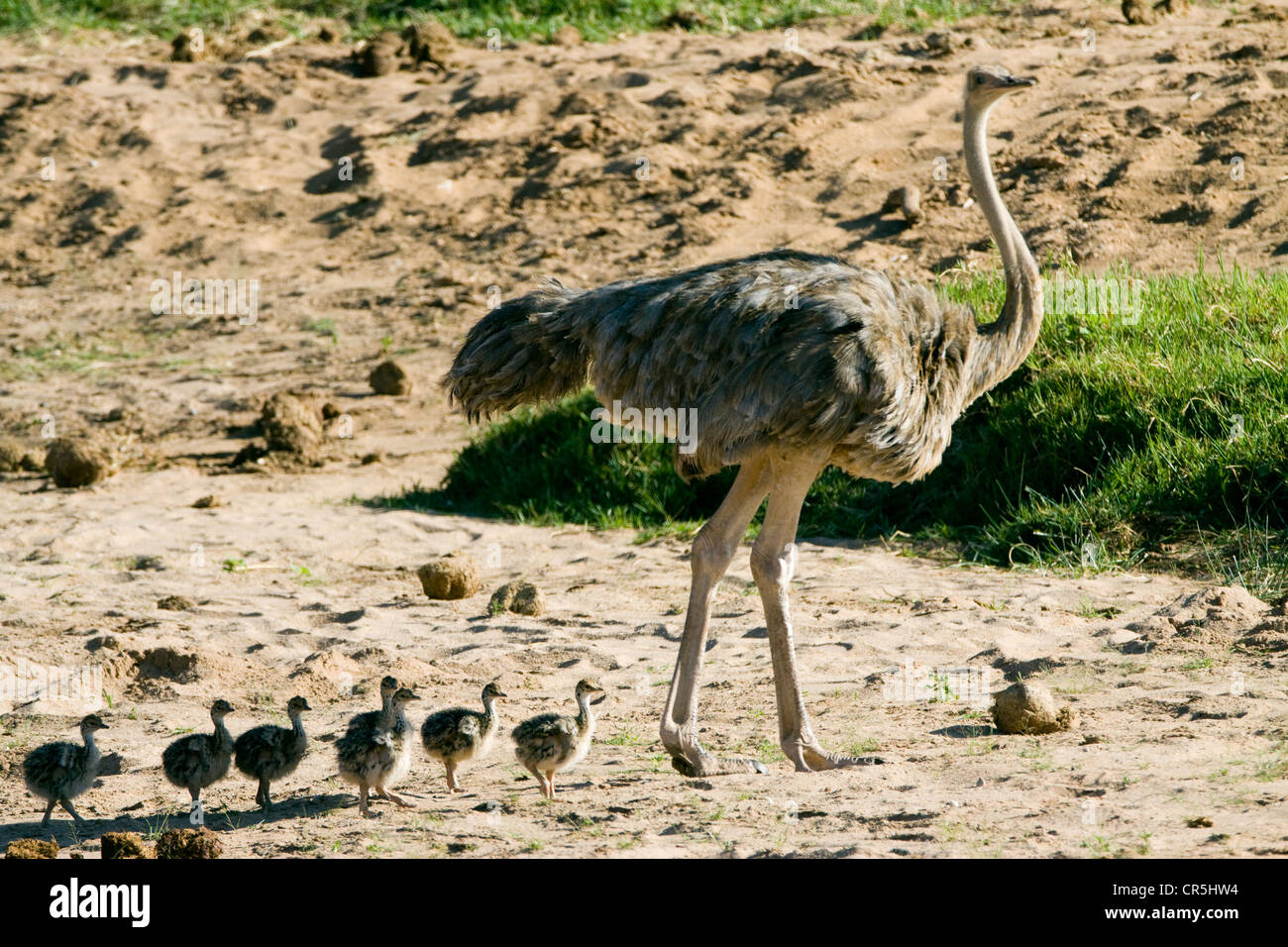 Kenya, Samburu National Reserve, Somali ostrich (Struthio camelus molybdophanes), female and babies Stock Photo