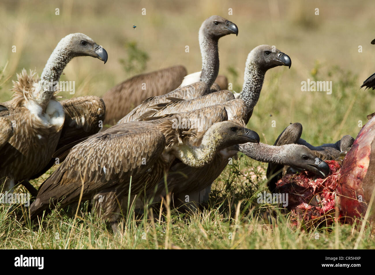 Kenya, Masai Mara National Reserve, vultures eating Stock Photo