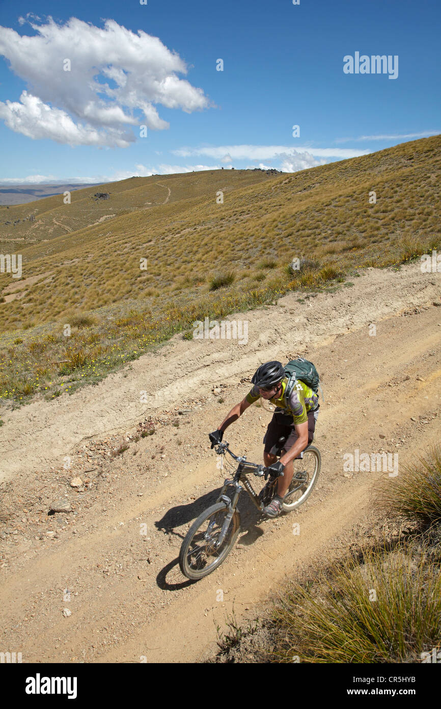 Mountain biker, Carrick Track, Carrick Range, Central Otago, South Island, New Zealand Stock Photo