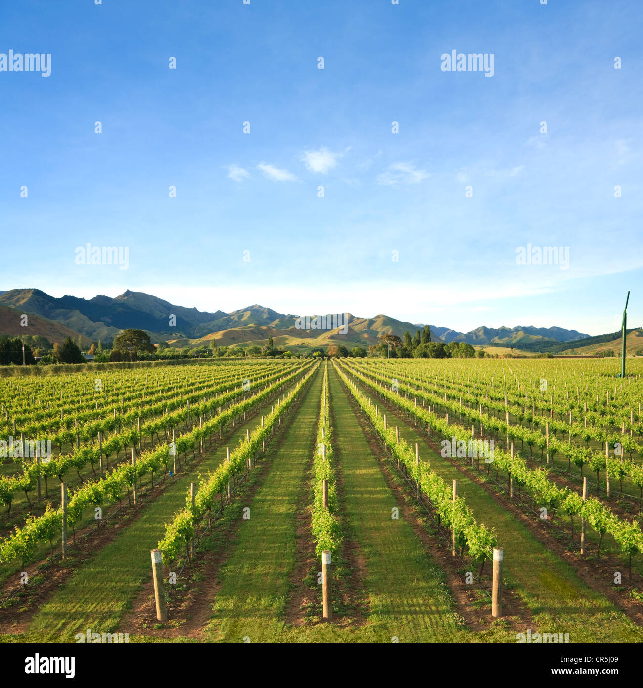 A typical vineyard in the Marlborough region of New Zealand's South island. Stock Photo