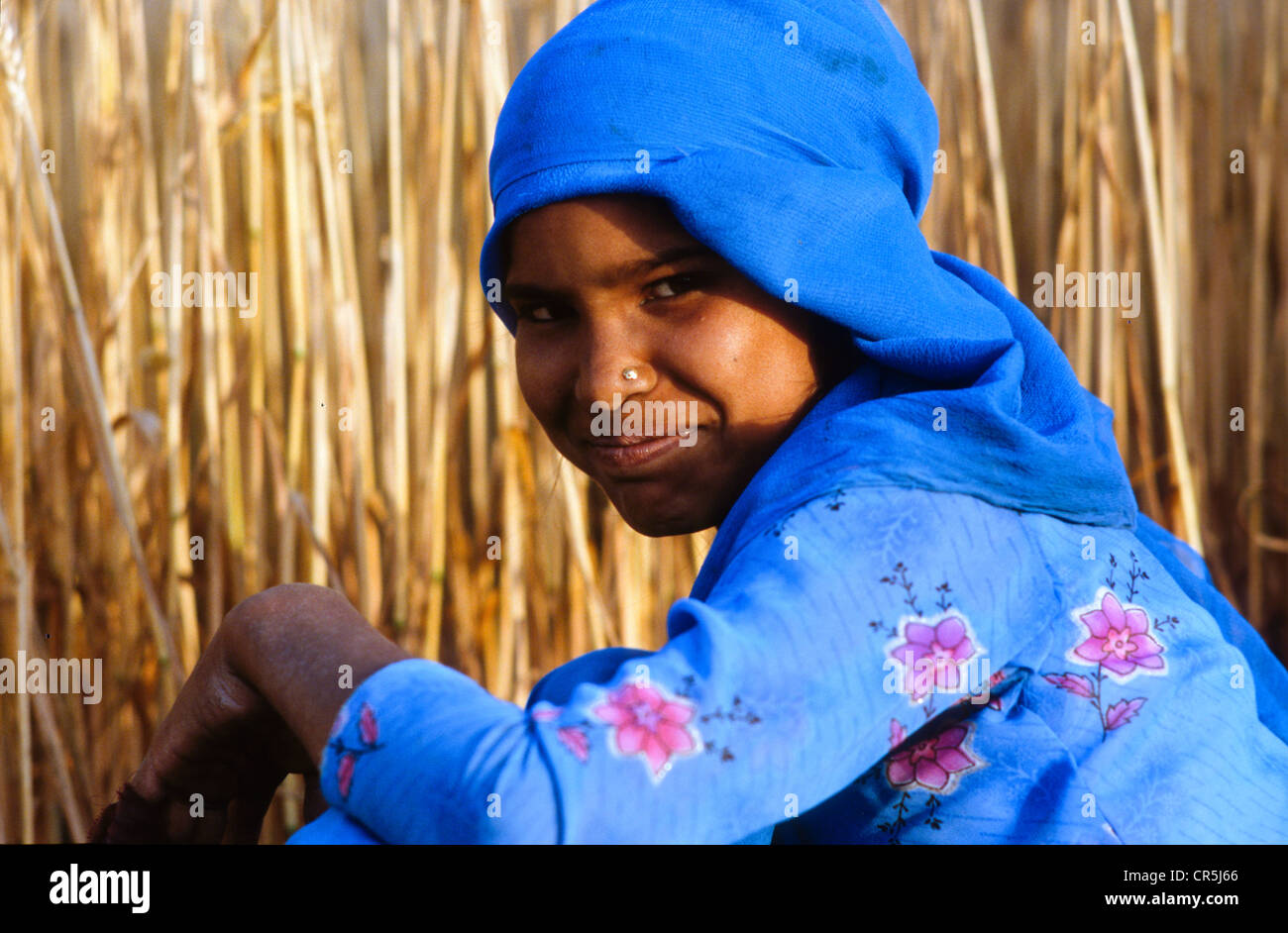Farm girl cutting crops by hand, Kurukshetra, Haryana, India, Asia