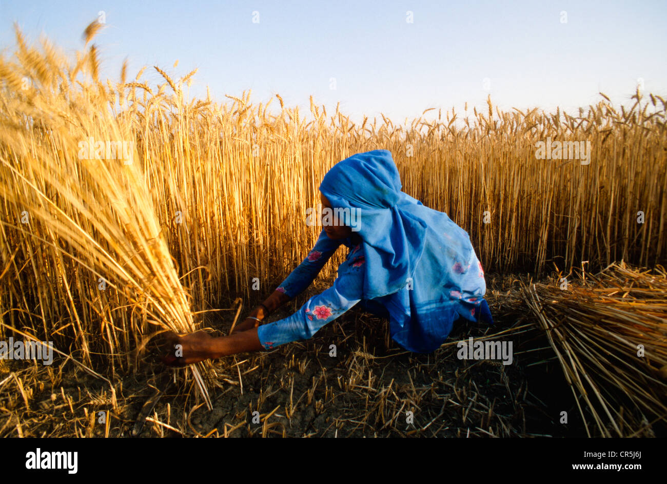 Cutting Crops High Resolution Stock Photography and Images Alamy