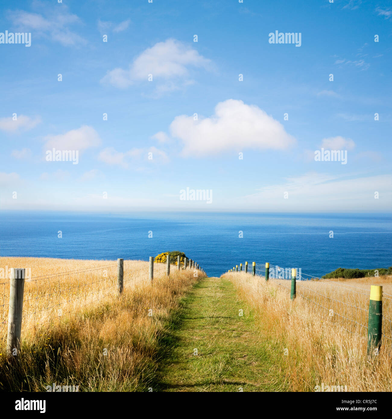 Summer, and a path through golden grasses to the sea, under a beautiful blue sky. Dunedin, New Zealand Stock Photo
