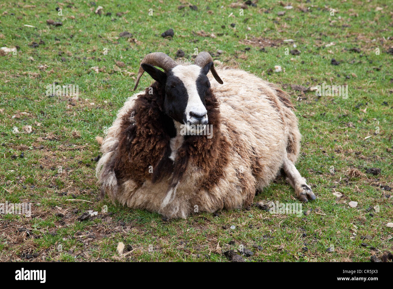 Jacob sheep at the Woodlands Family Theme Park, Totnes, Devon , England ...