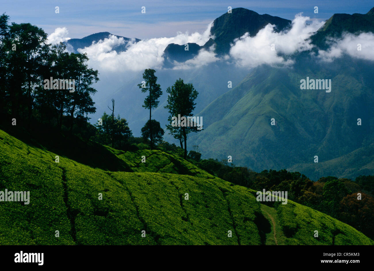 Tea plantations, Nilgiri Hills, Ooty, Tamil Nadu, India, Asia Stock