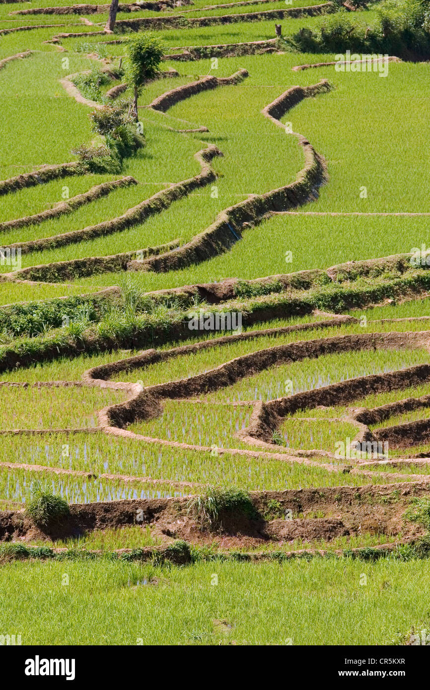 Terraced rice paddies, Belihul Oya, Sabaragamuwa, Sri Lanka Stock Photo