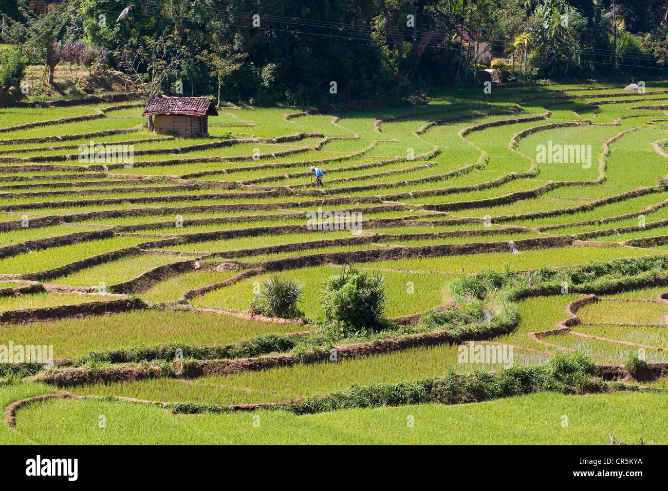 Terraced rice paddies, Belihul Oya, Sabaragamuwa, Sri Lanka Stock Photo