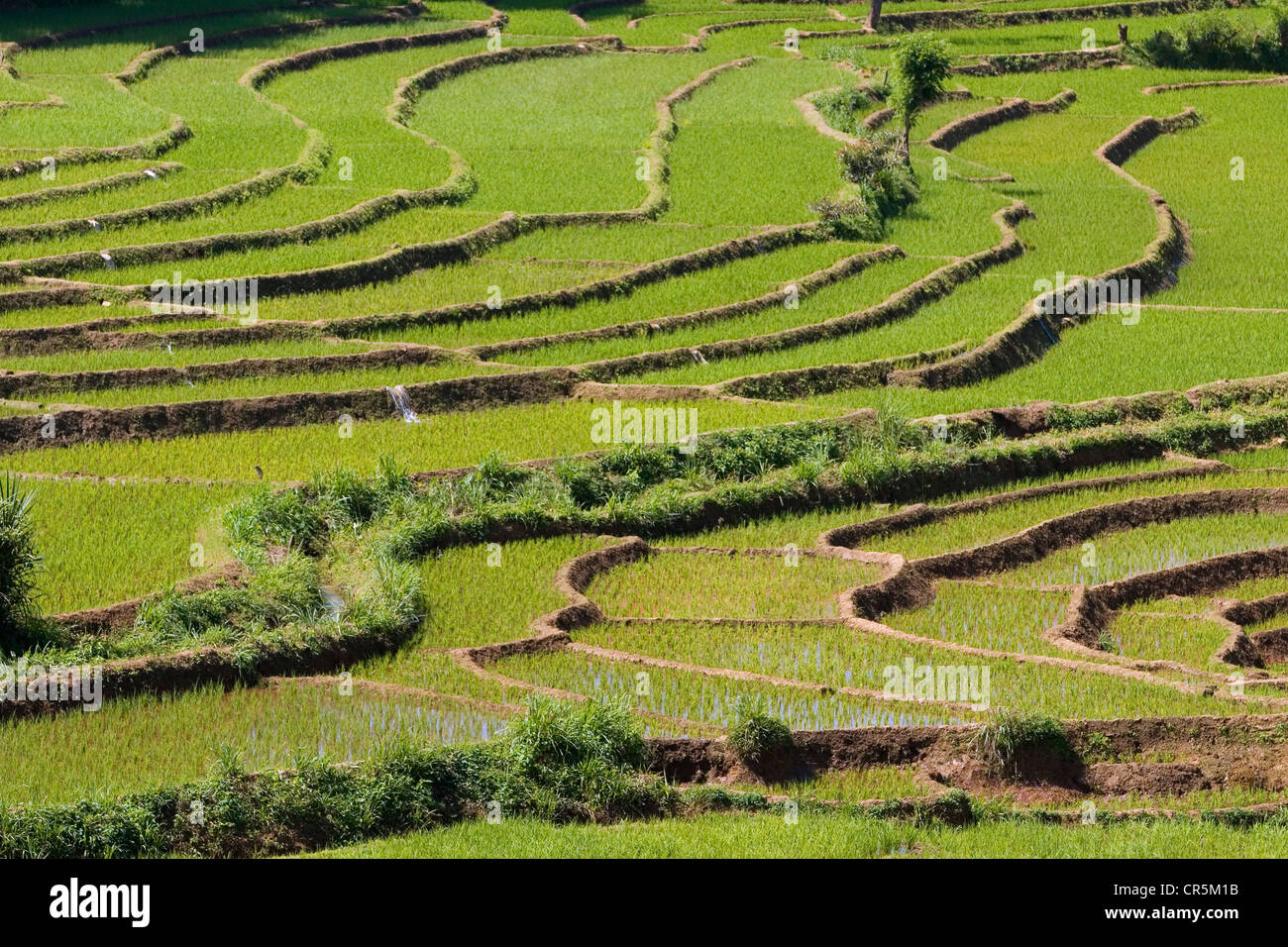 Terraced rice paddies, Belihul Oya, Sabaragamuwa, Sri Lanka Stock Photo